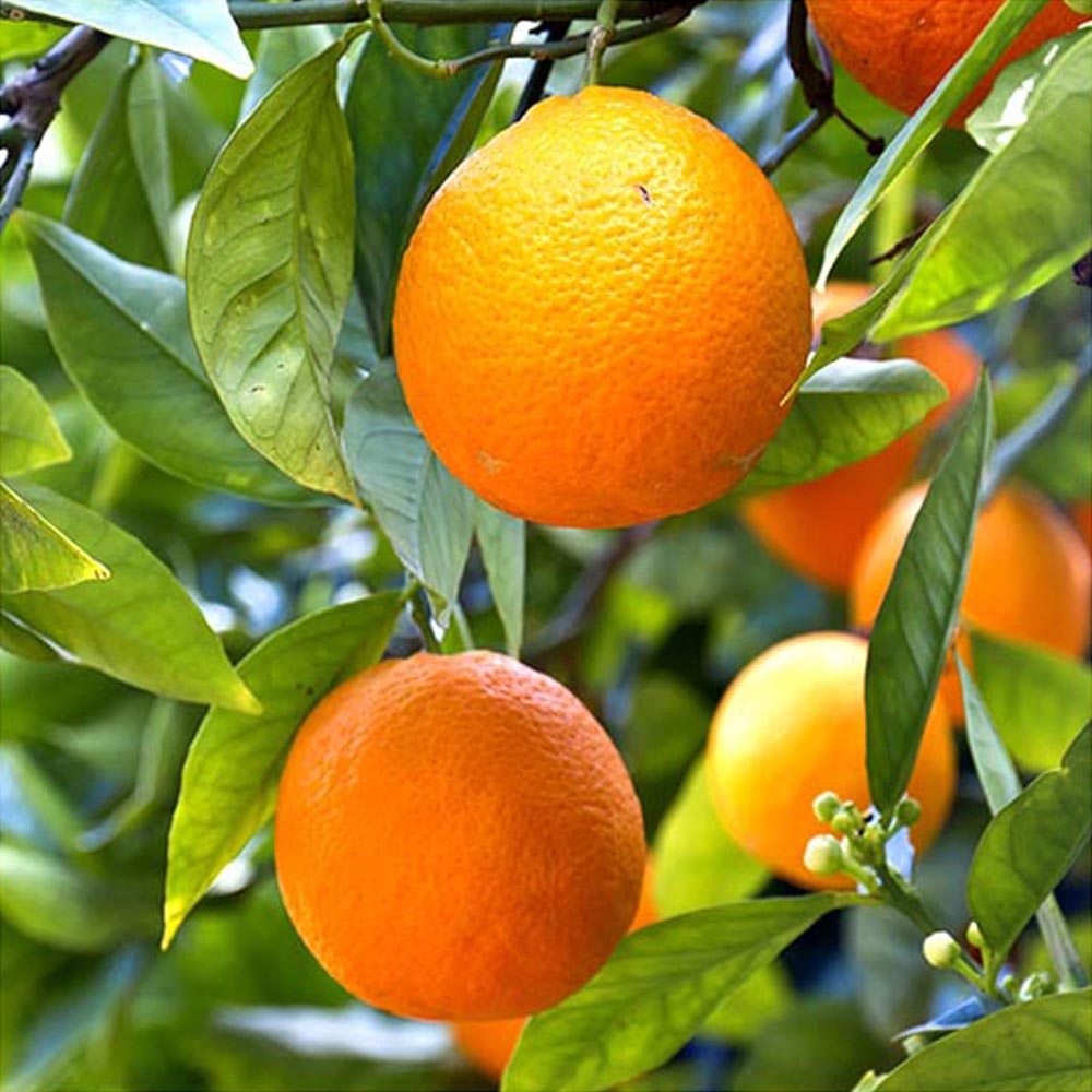 Wilko Citrus Fruit Tree 6L Pot Image 2