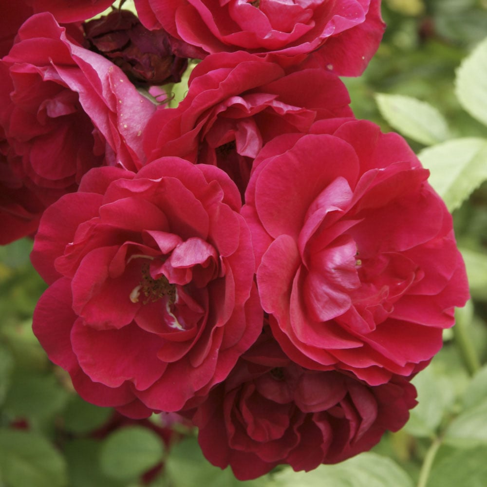 YouGarden Garden Glamour Rose Bare Root Collection 5 Pack Image 3