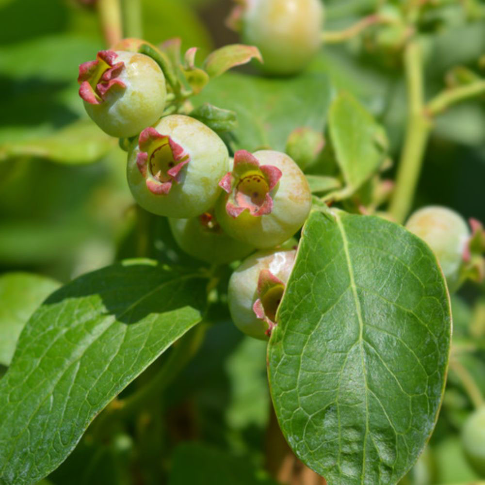 Thompson and Morgan Vaccinium Blueberry Corymbosum Jersey Plant in Pot 15cm Image 3