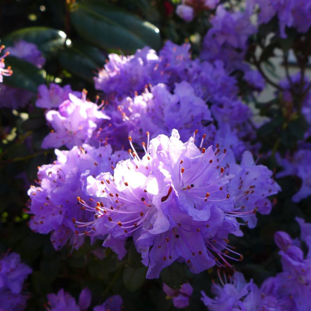 Thompson and Morgan Rhododendron Dwarf Blue Plant Pot 2L Image 4