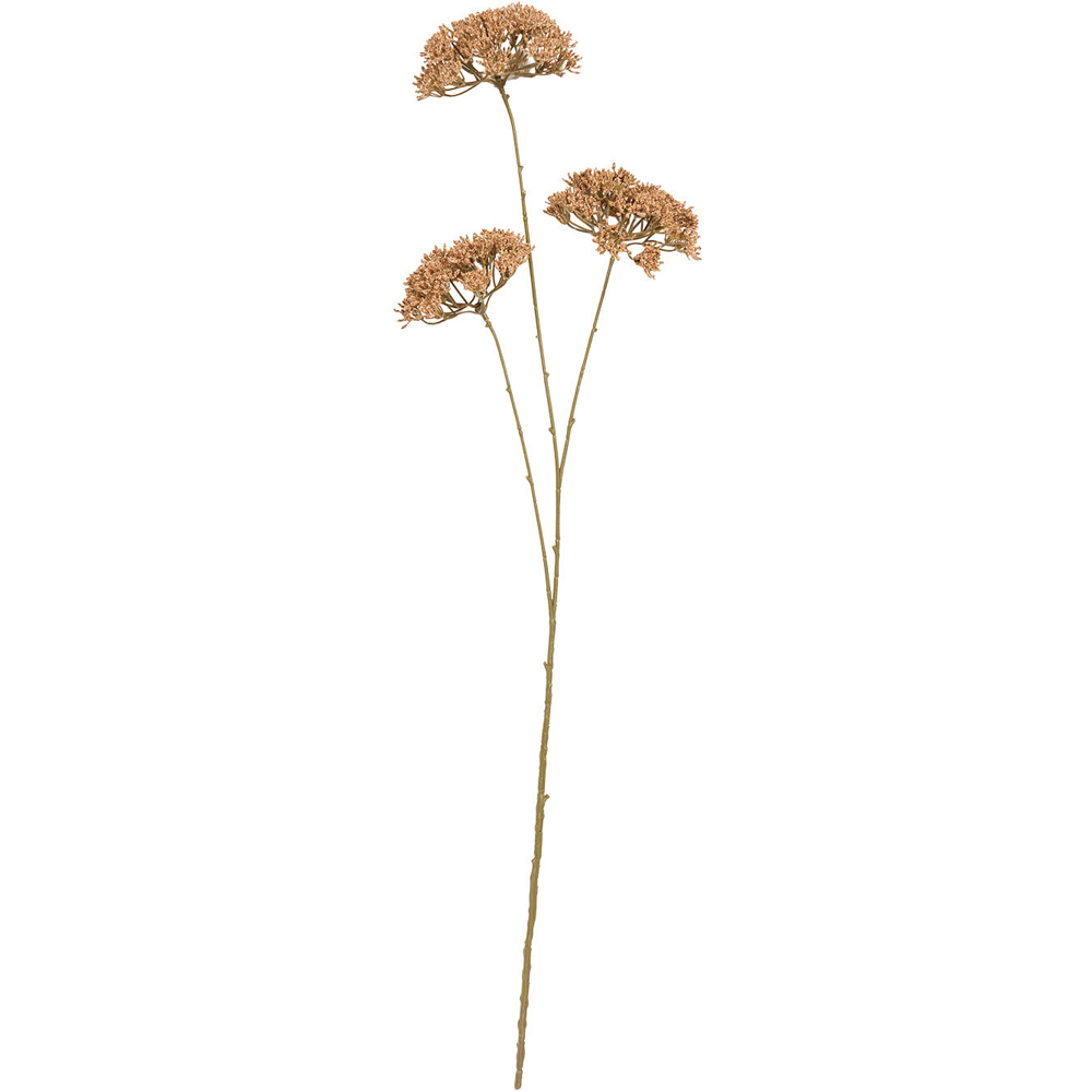 Queen Annes Lace Decorative Stem Image 6