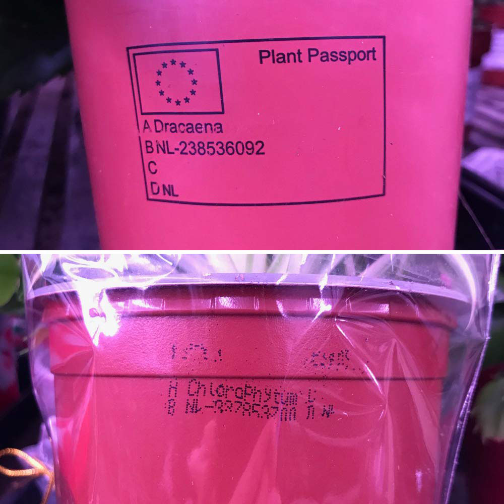 Thompson & Morgan Nurserymans Choice Houseplant Mix Potted Plant 12cm 9 Pack Image 7