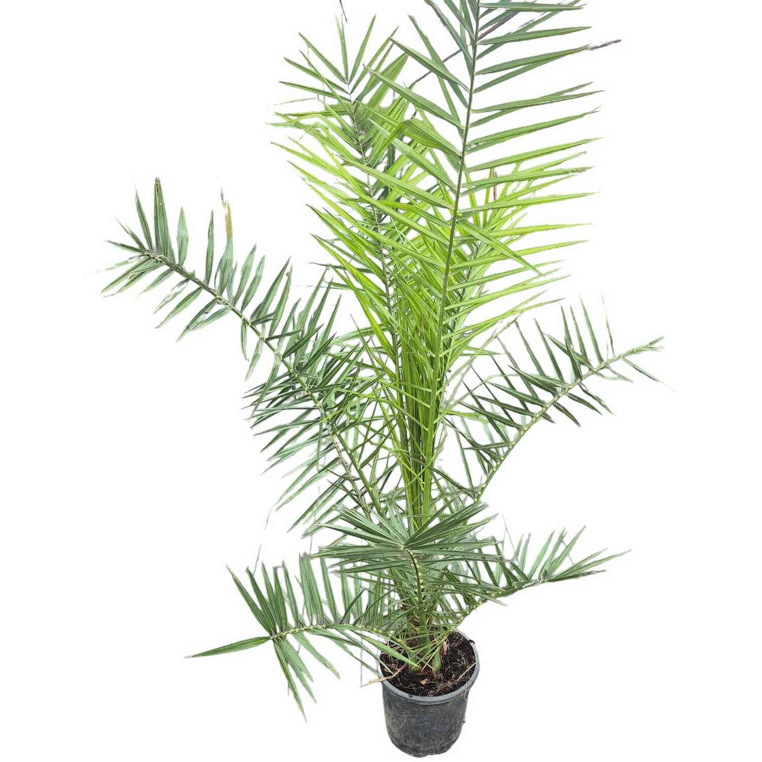 Phoenix Canariensis Image