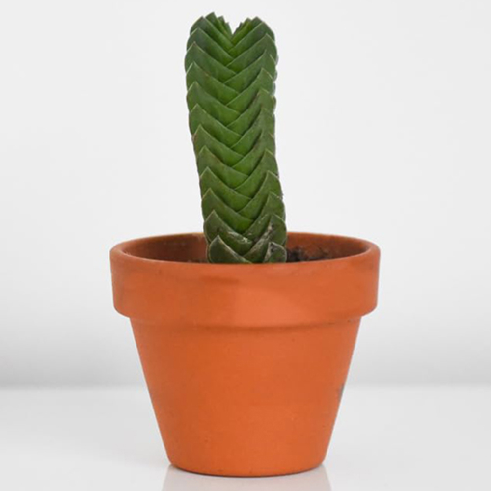 Thompson and Morgan Crassula Buddhas Temple Plant Pot 6cm 2 Pack Image 2