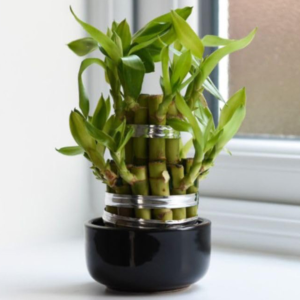 Thompson & Morgan Dracaena Sanderiana Lucky Bamboo 3 Level Potted Plant 10cm Image 1