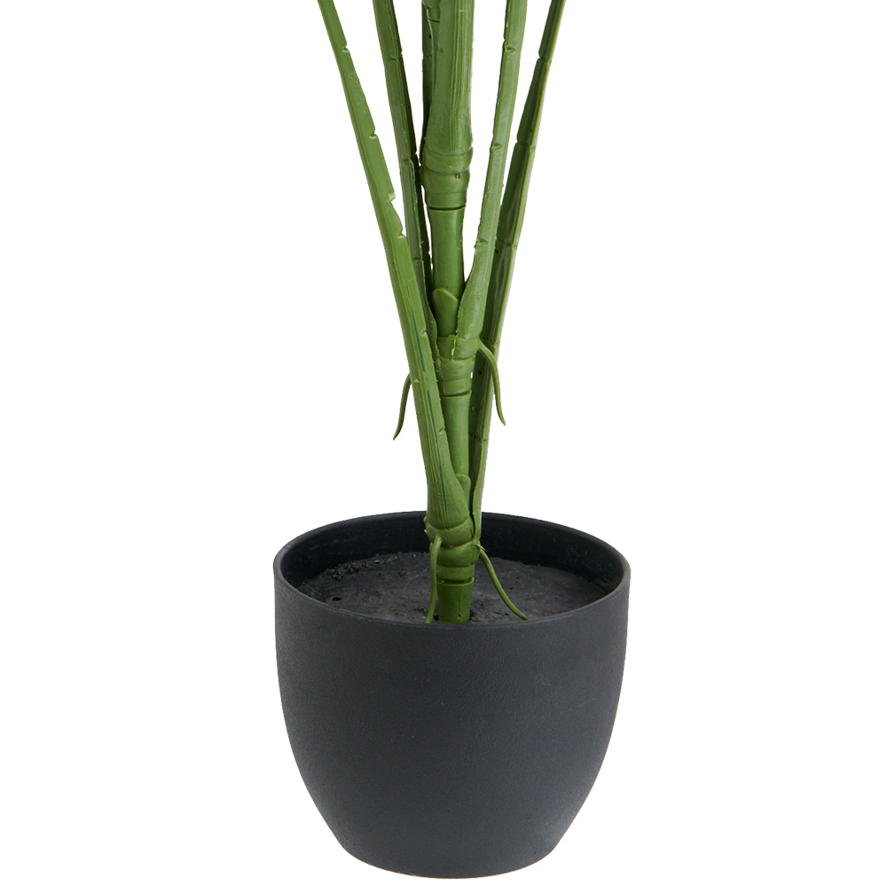 Wilko Large Cheese Plant In Pot Wilko