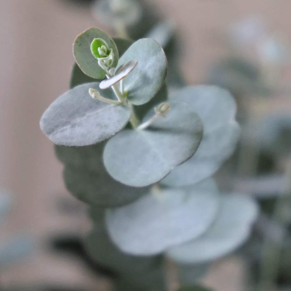 Thompson and Morgan Eucalyptus Gunnii Azura Plant Pot 9cm 6 Pack Image 3