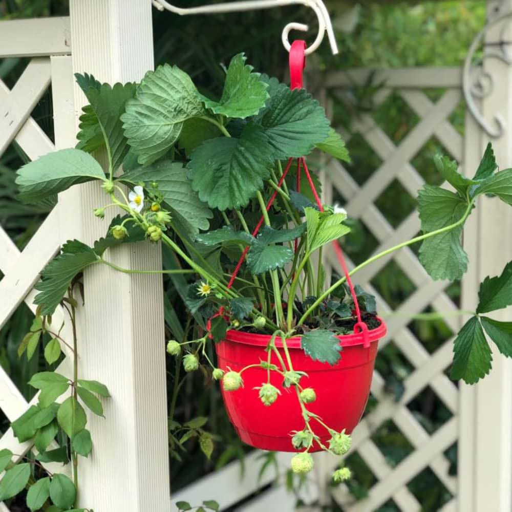 Thompson and Morgan Strawberry Fragaria Elsanta 9cm Plant in Pot 12 Pack Image 3