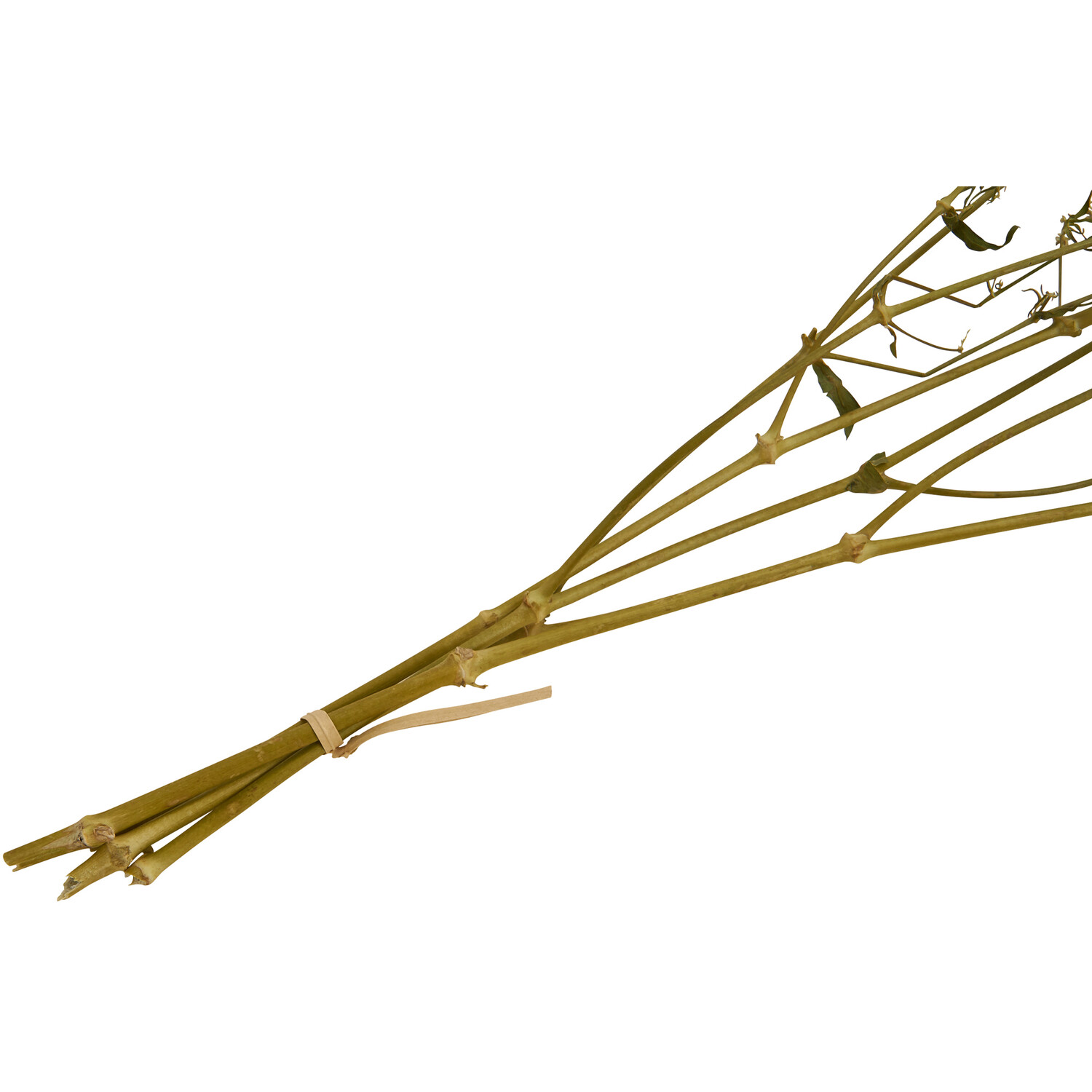 Dried Gypsophila Bouquet - Natural Image 4