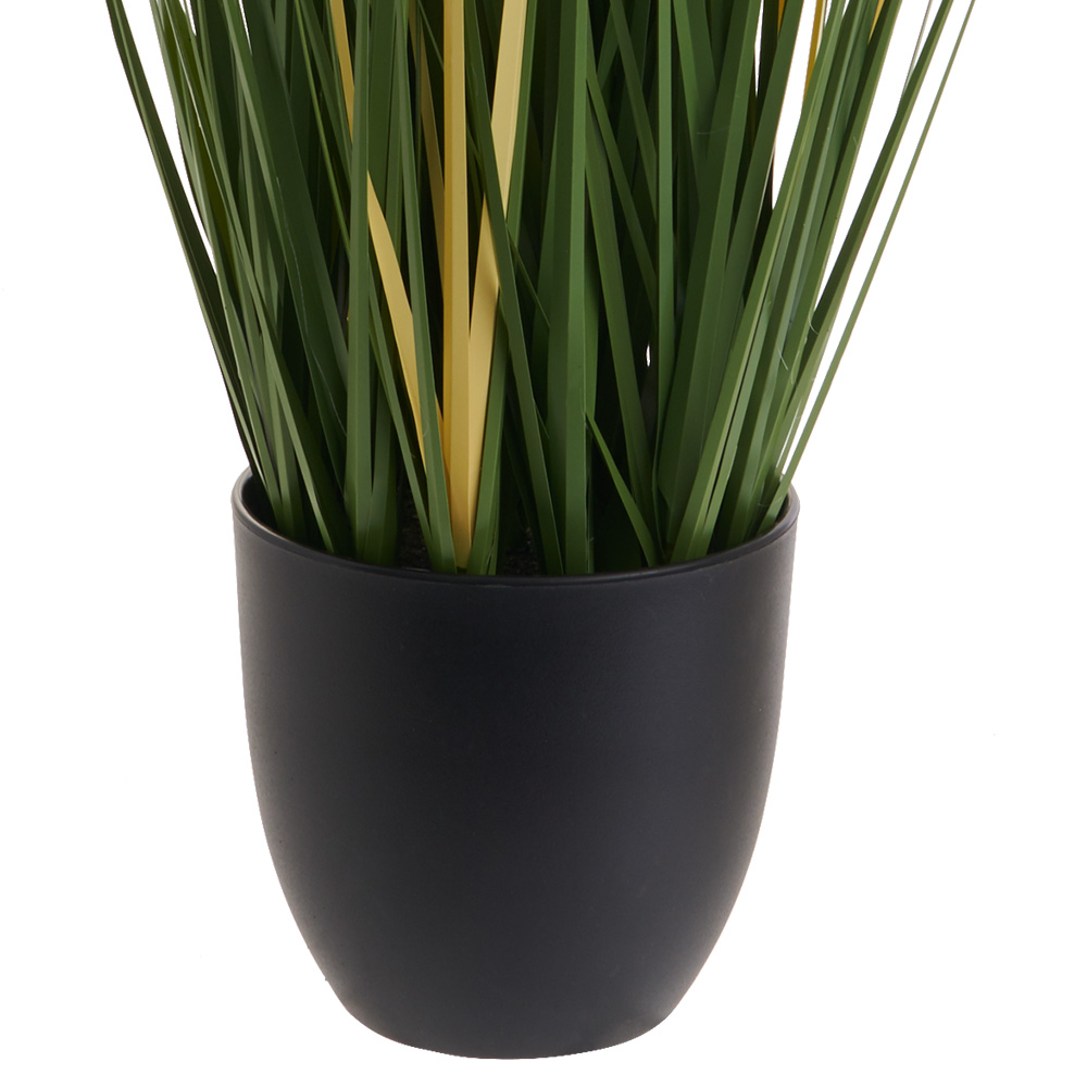 Wilko Pampas Grass Potted Plant Image 5