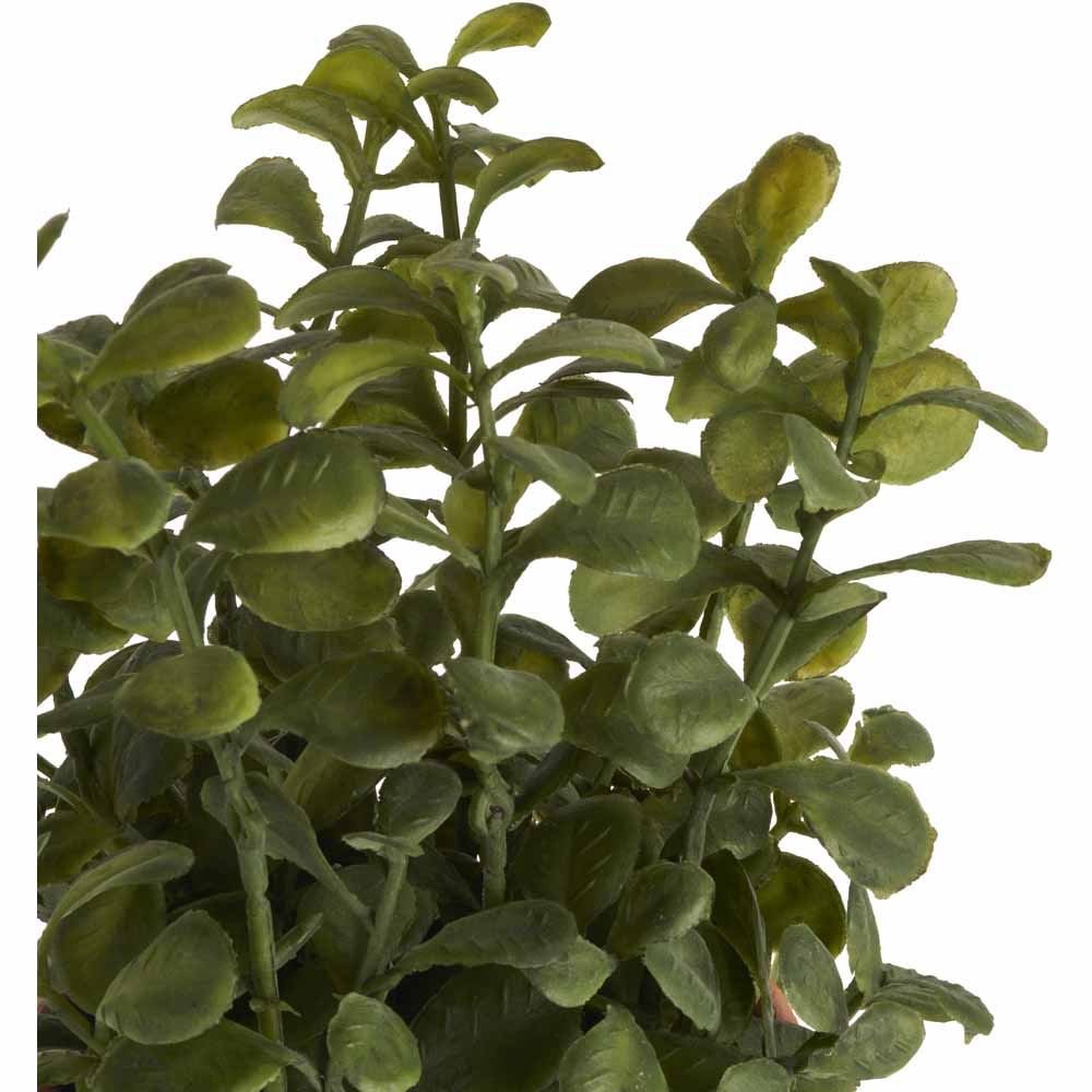 Wilko Assorted Herbs Plant Image 7