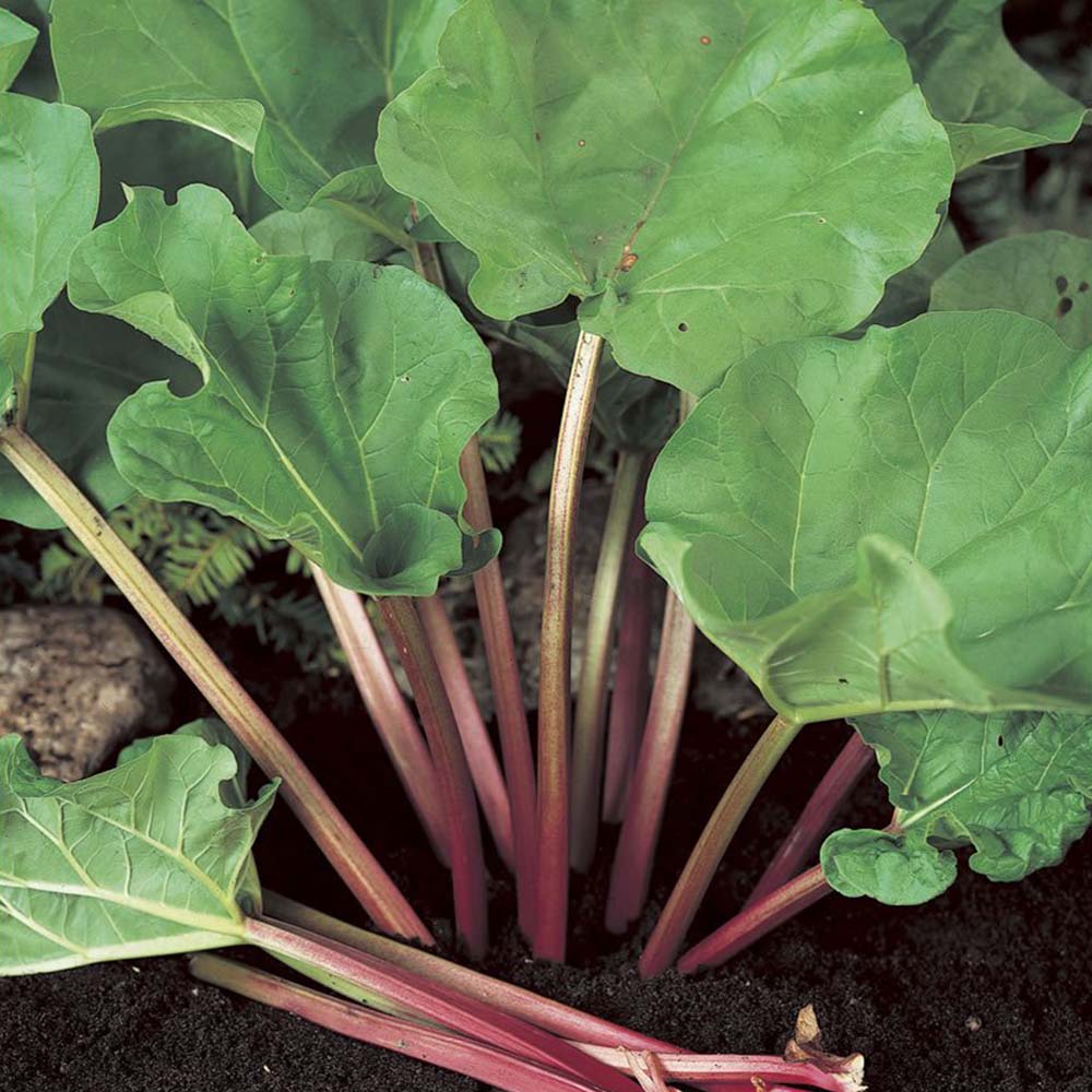 Wilko Rhubarb Bulb Image