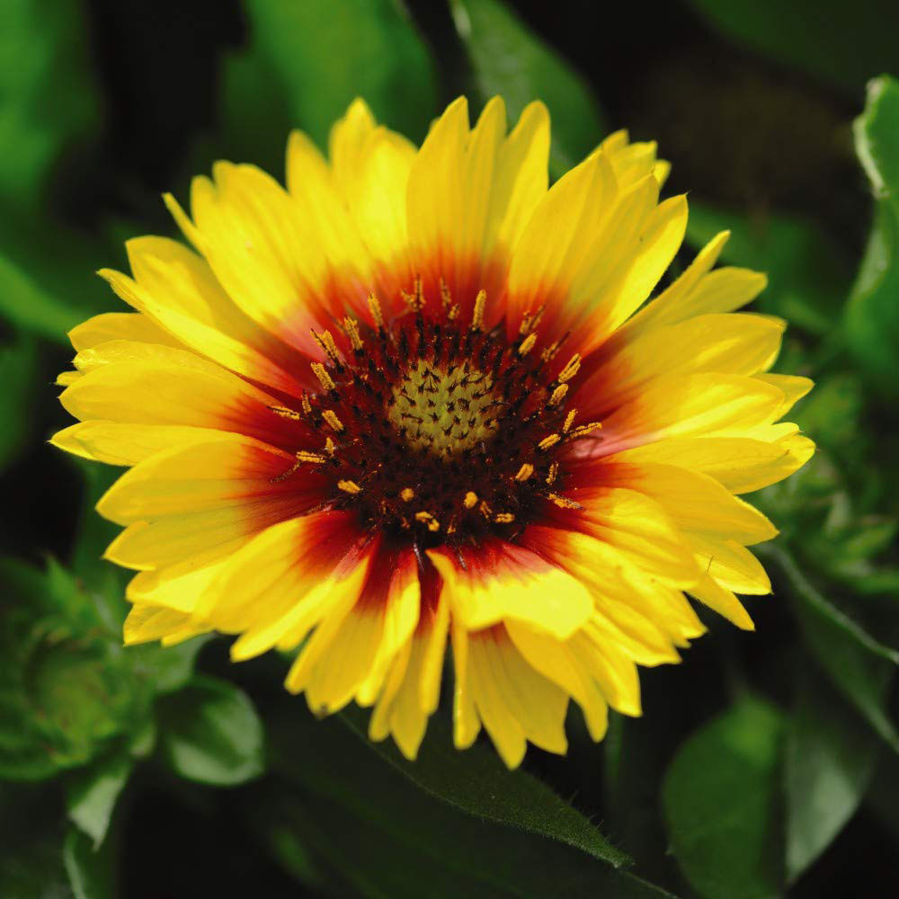 Thompson and Morgan Gaillardia Arizona Sun Garden Ready Plant 15 Pack Image 1