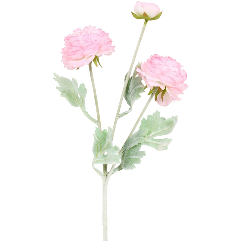 Ranuncula Stem Image 6
