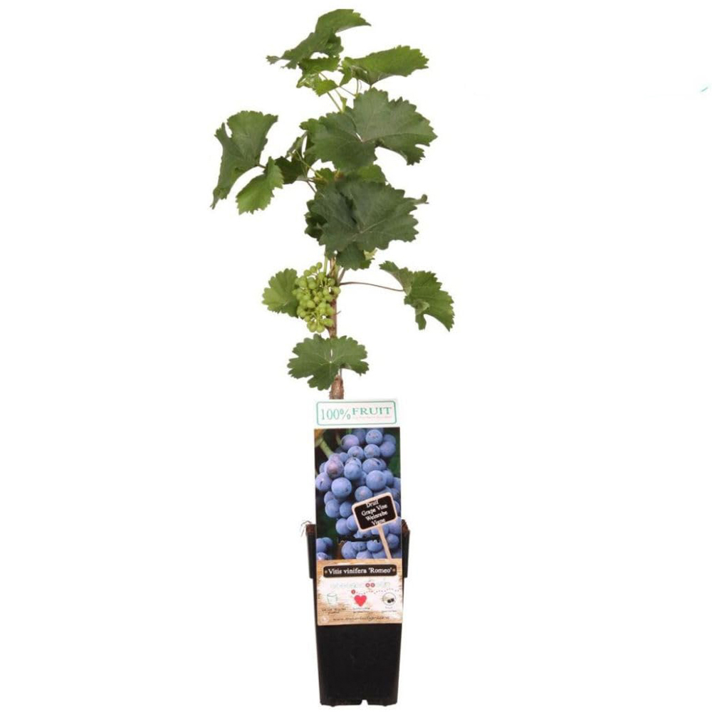 Thompson and Morgan Vitis Grape Romeo Plant in Pot 15cm 3 Pack Image 2