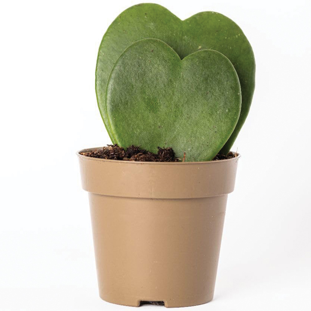 Thompson & Morgan Hoya Kerrii Double Leaf Plant Pot 9cm 3 Pack Image 2