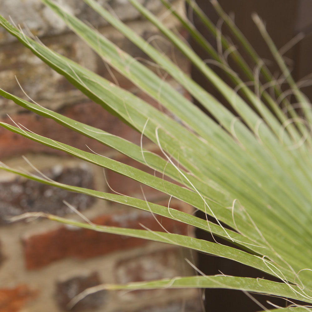 YouGarden Washingtonia Palm 20cm 75-90cm Image 3