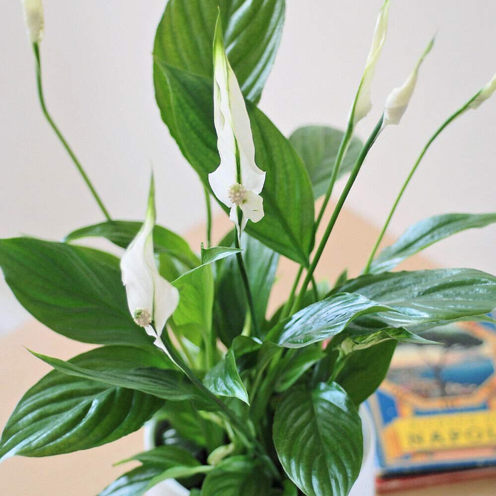 Thompson and Morgan Spathiphyllum Peace Lily Torelli Plant in Pot 9cm 3 Pack Image 4