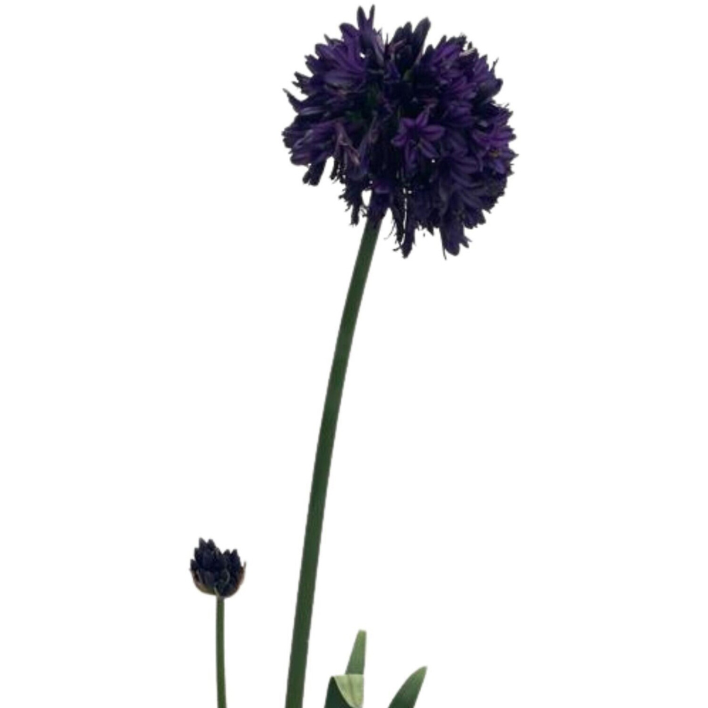 Agapanthus Black Jack Plant Image 3