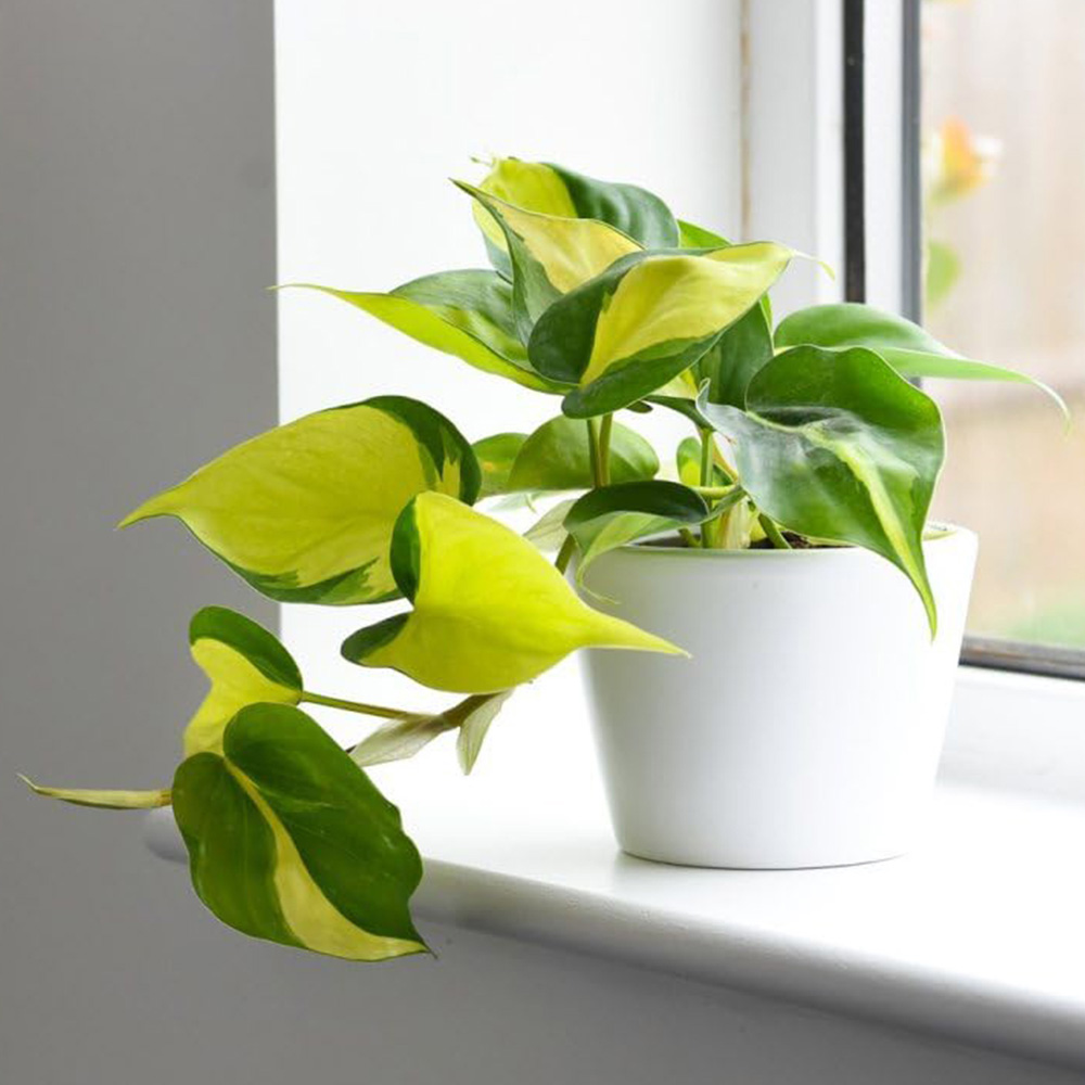 Thompson and Morgan Philodendron Scandens Brasil Plant Pot 10cm Image 1