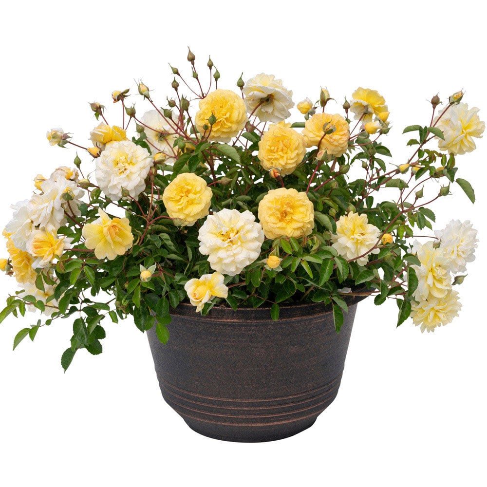 Thompson and Morgan Rose Scentifall Lemon Potted Plant 9cm 2 Pack Image 2