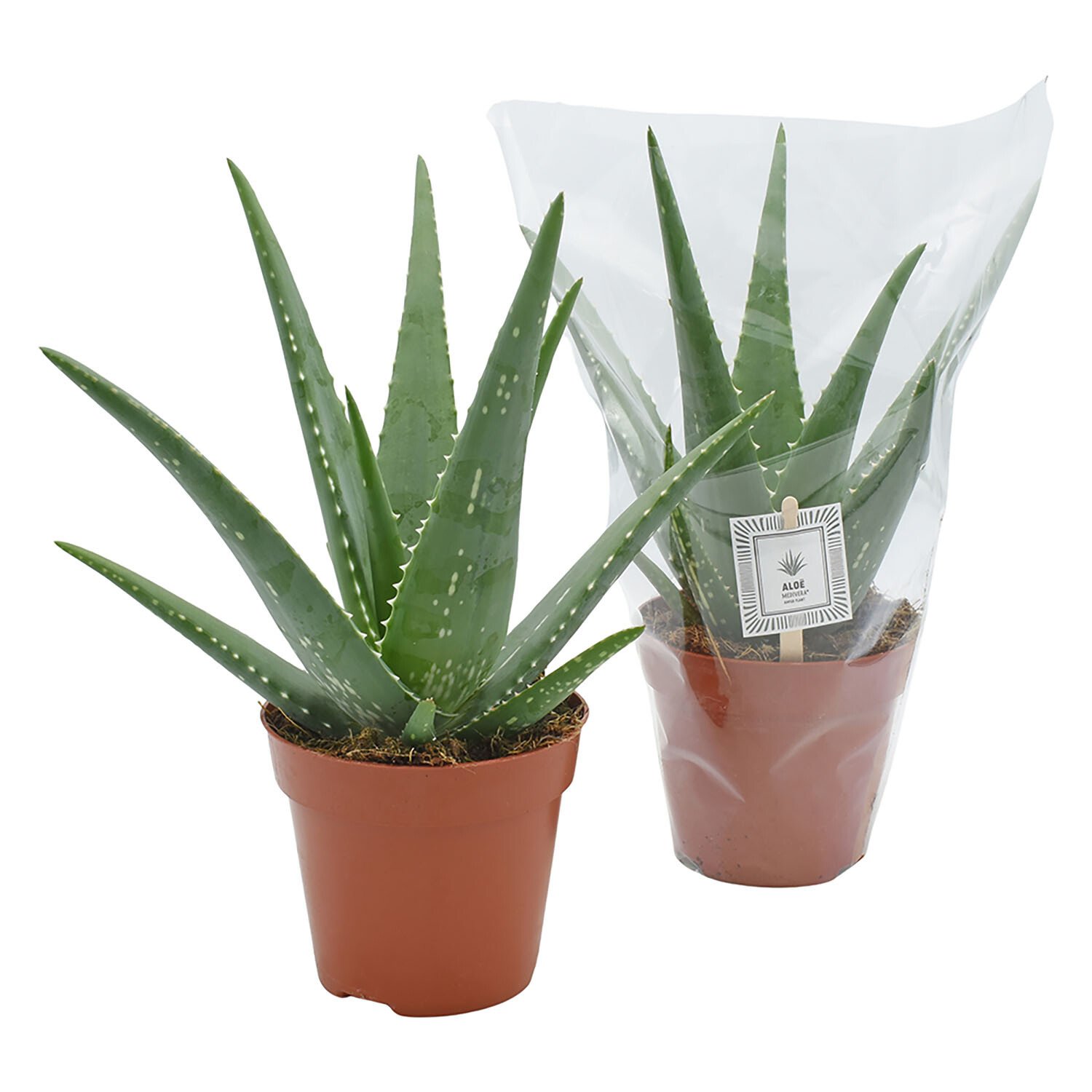 Aloe Medivera Mistral - Green Image