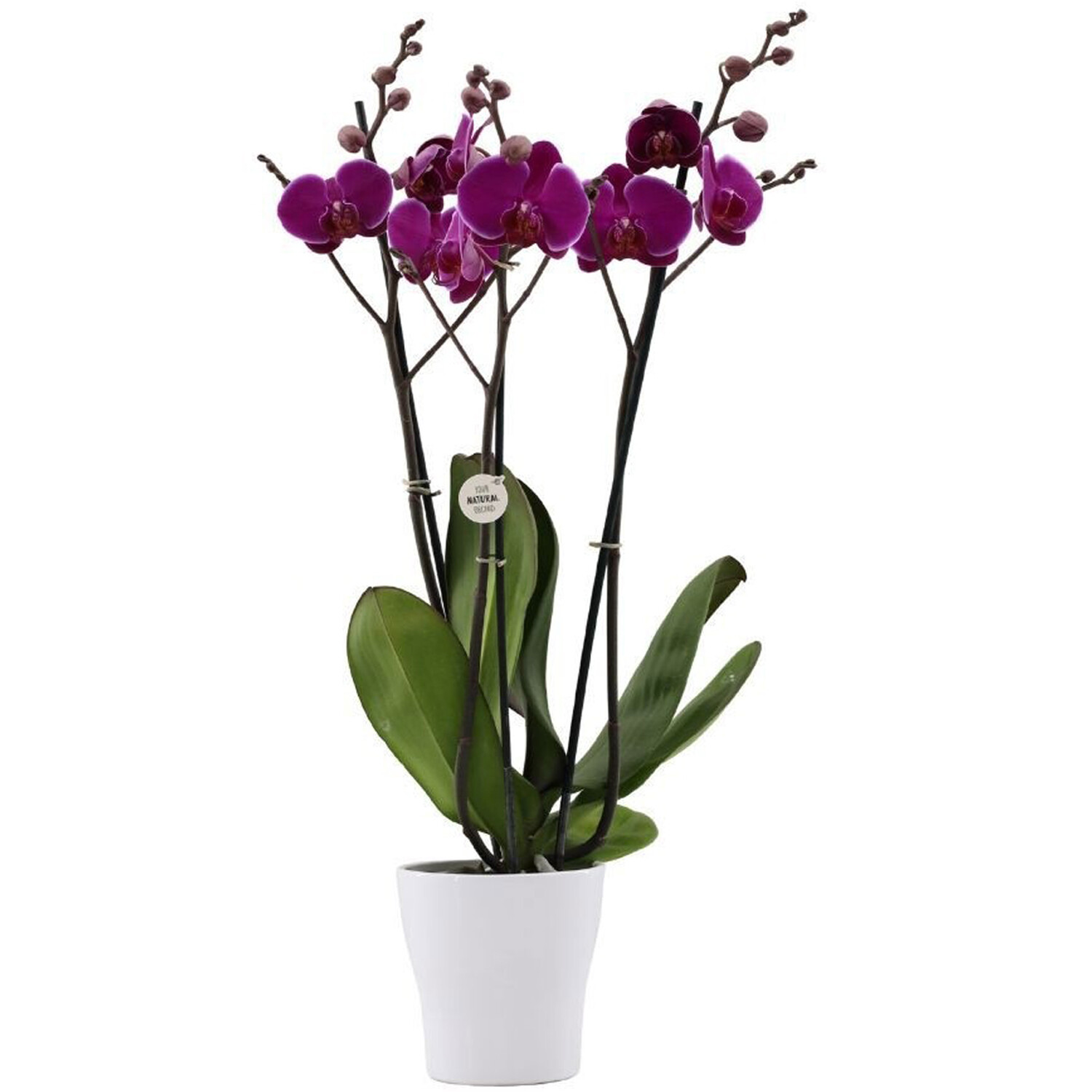 Phalaenopsis Orchid Spikes in Ceramic Pot Image 4