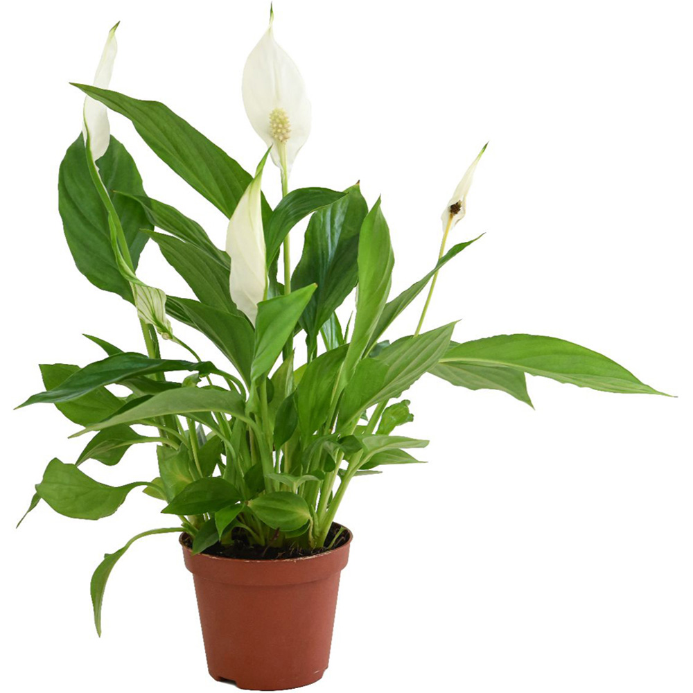 Thompson and Morgan Spathiphyllum Peace Lily Torelli Plant in Pot 9cm 3 Pack Image 2