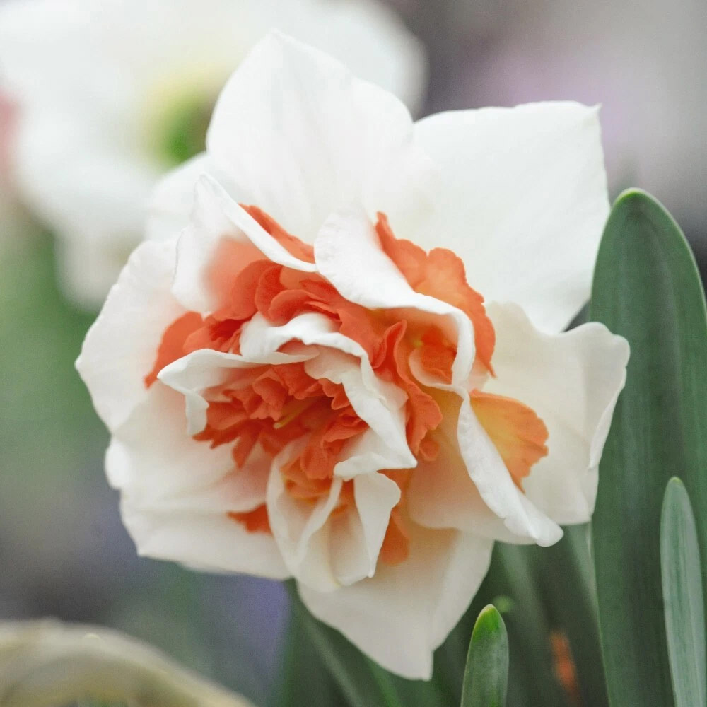 Thompson and Morgan Daffodil Replete Improved Spring Planting Bulb 16 Pack Image 1