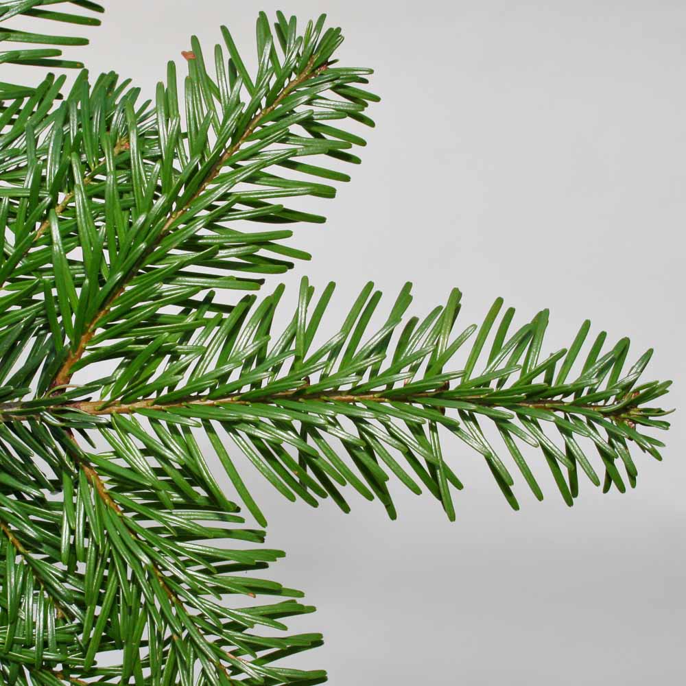 Nordman Fir Real Cut Christmas Tree 7-8ft Image 3
