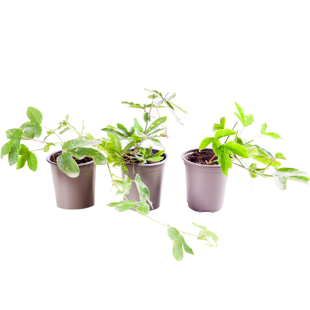 wilko Passiflora Collection Plant Pot 9cm 3 Pack Image 5