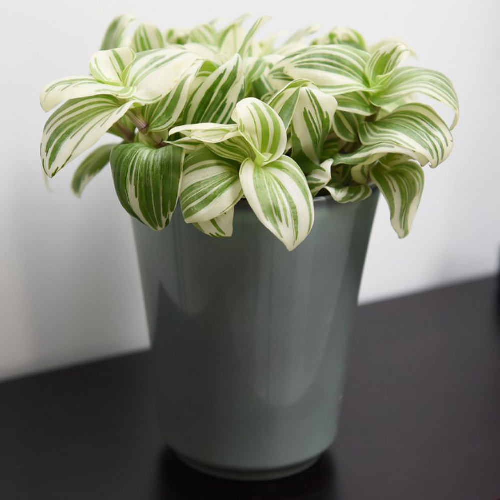 Thompson & Morgan Tradescantia Brightness Potted Plant 12cm Image 1