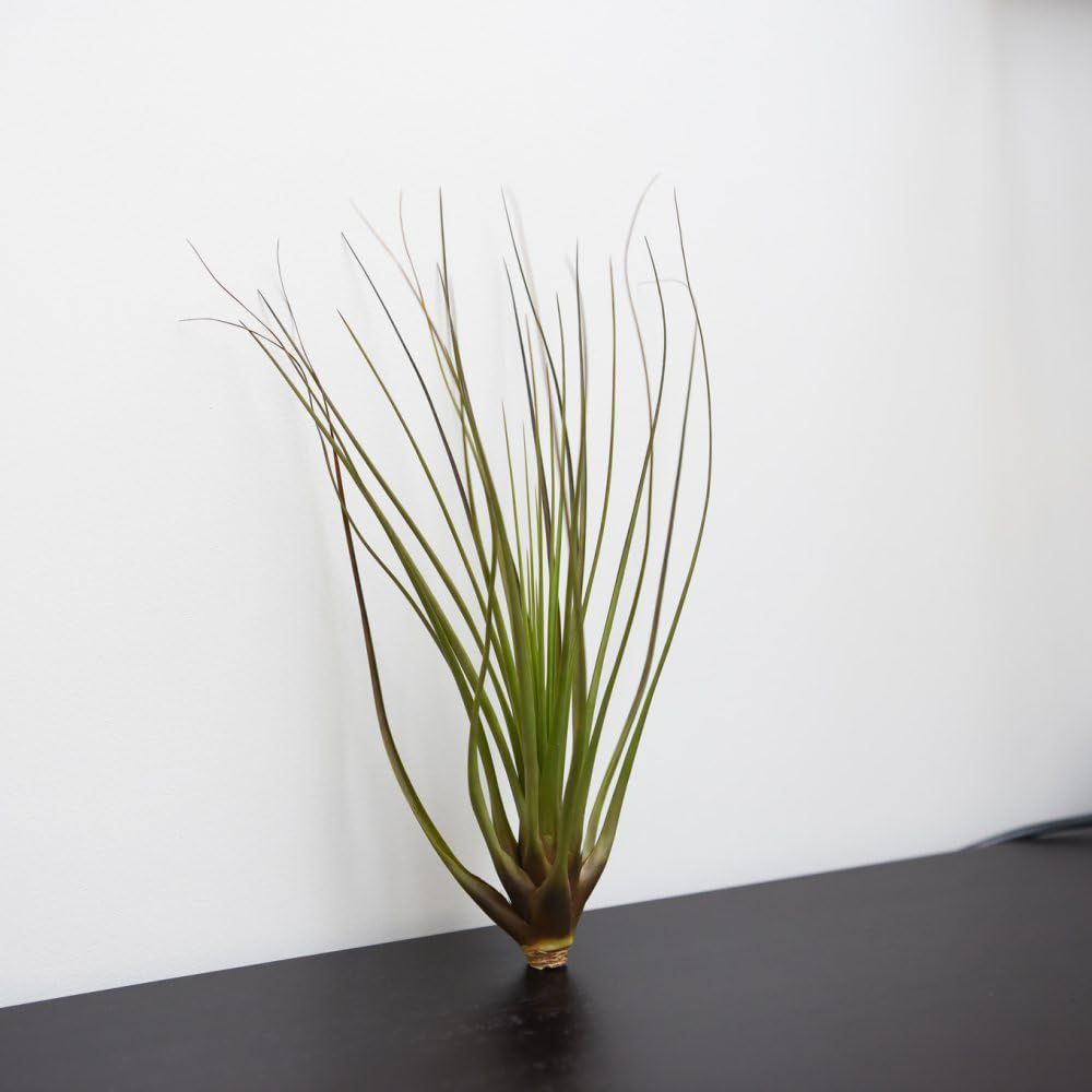 Thompson and Morgan Medium Tillandsia Melanocrater Tricolour Air Plant 2 Pack Image 2