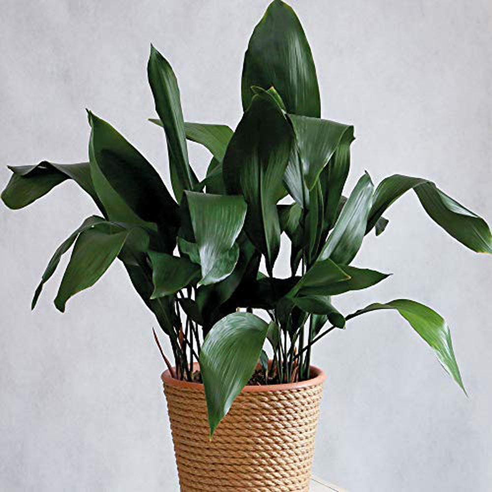 Thompson & Morgan Aspidistra Cast Iron Plant Elatior Potted Plant Image 4