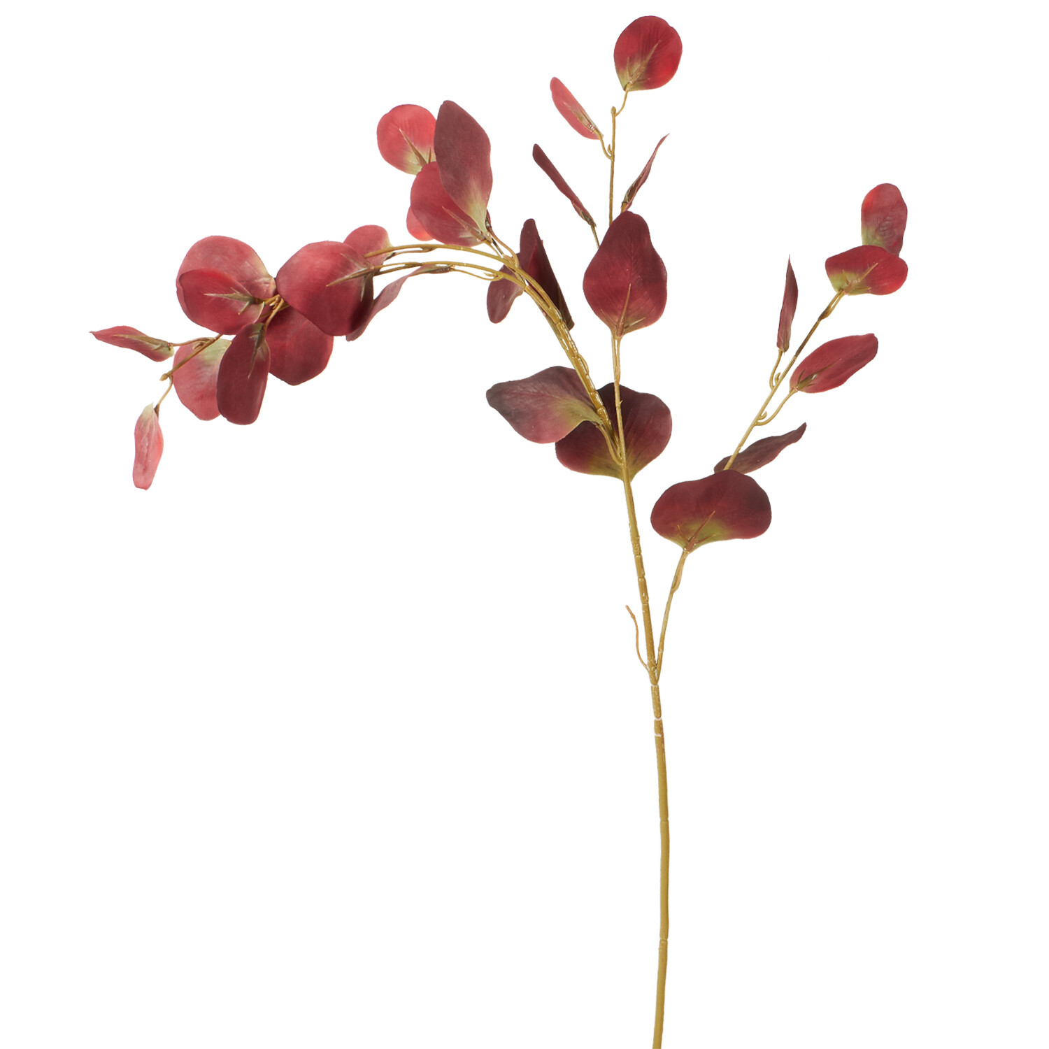 Assorted Eucalyptus Stem Image 2