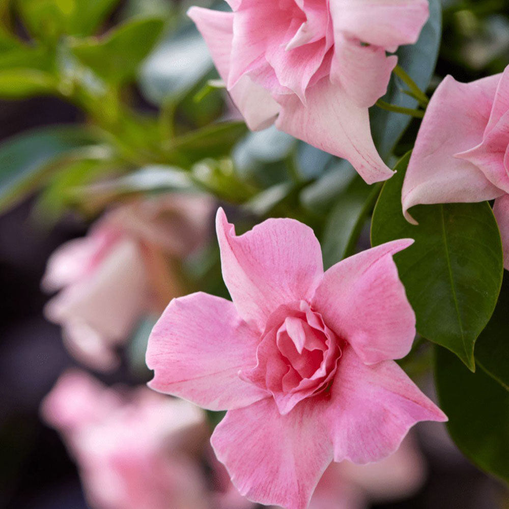 Thompson and Morgan Mandevilla Sundaville Double Blush Pink Plant Pot 12cm Image 1
