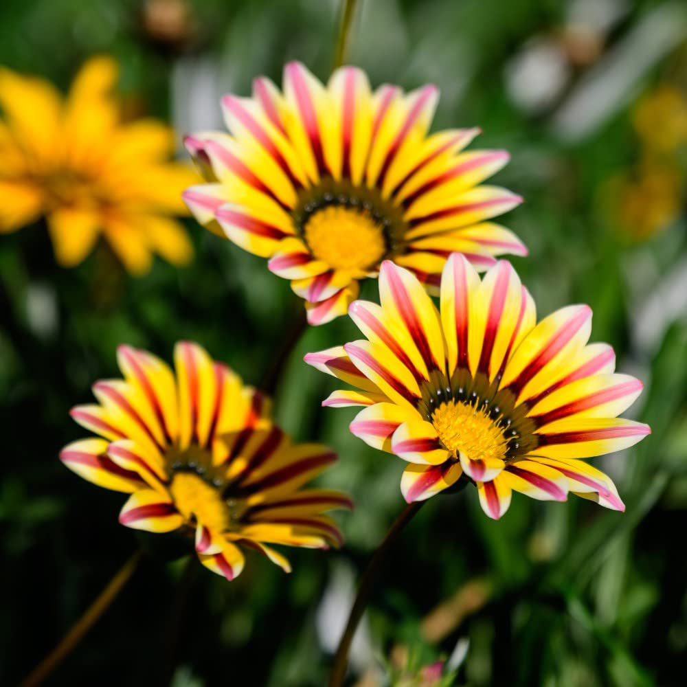 Thompson and Morgan Gazania Tiger Stripes Mixed Garden Ready Plant 15 Pack Image 1