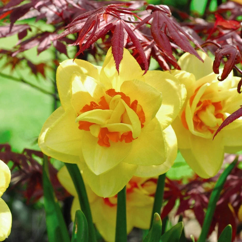 Thompson and Morgan Daffodil Raffles Spring Planting Bulb 32 Pack Image 3