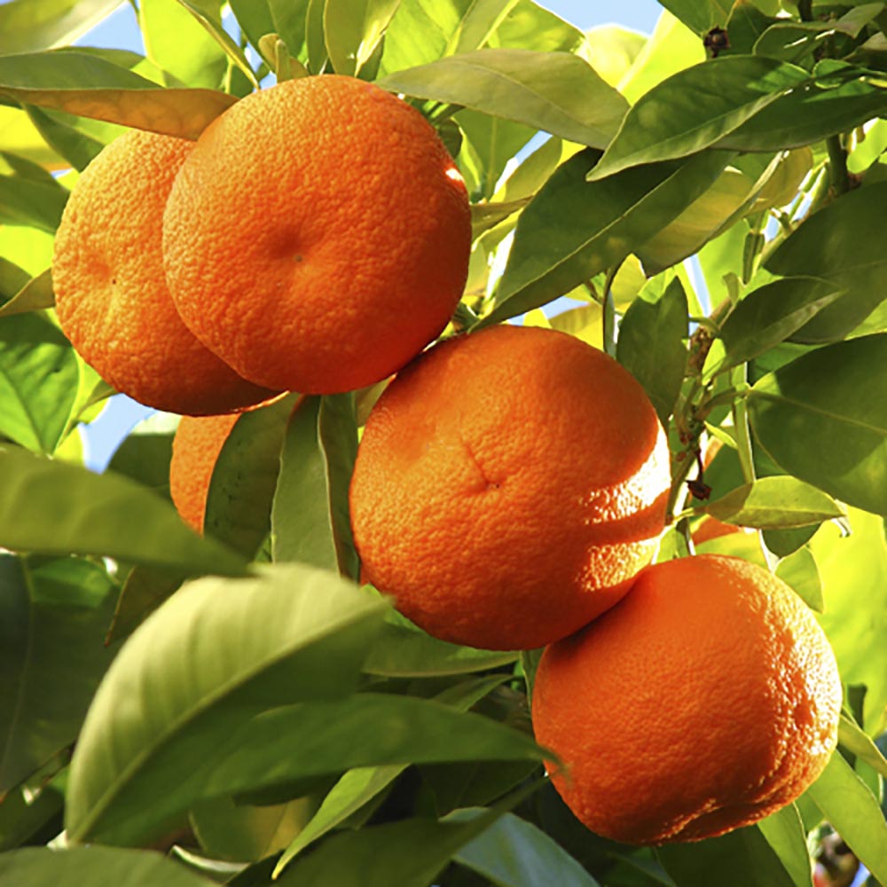 YouGarden Large Orange Tree 4/5L Pot Image 2