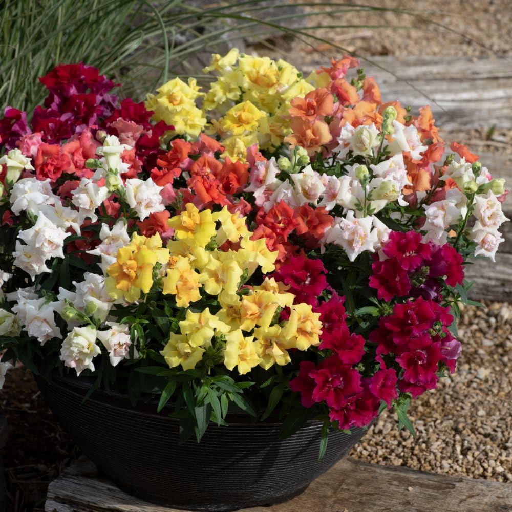 Thompson and Morgan Antirrhinum Sweet Duet Series Garden Ready Plant 15 Pack Image 2