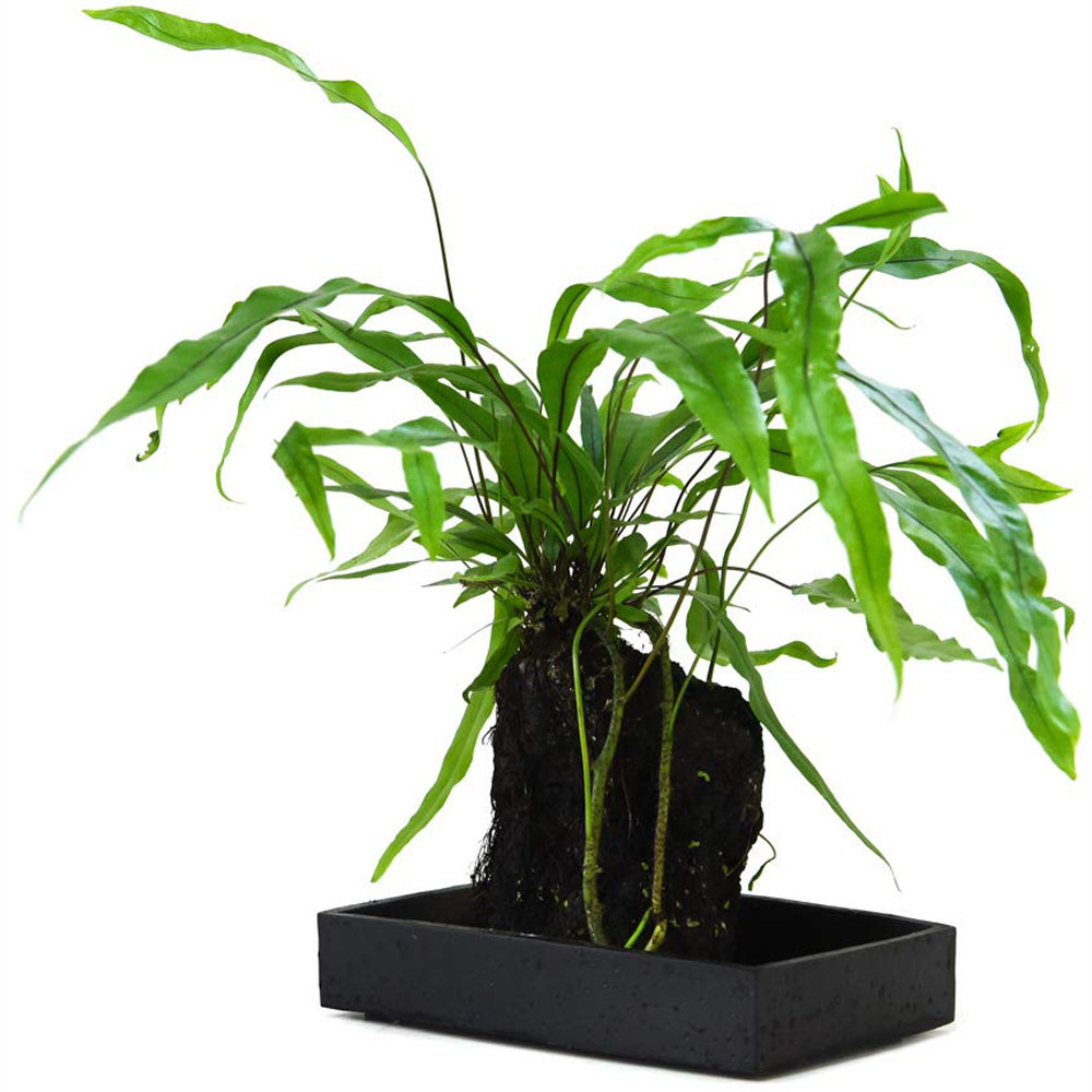 Thompson and Morgan Lova Diversifolium Lava plant with Wooden Tray Image 2