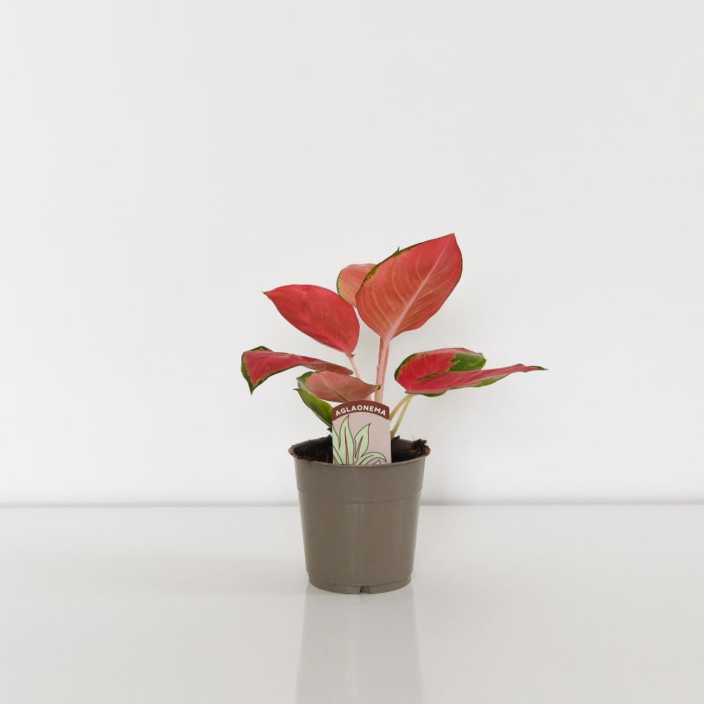Thompson & Morgan Aglaonema Orange Star 12cm Potted Plant 2 Pack Image 2