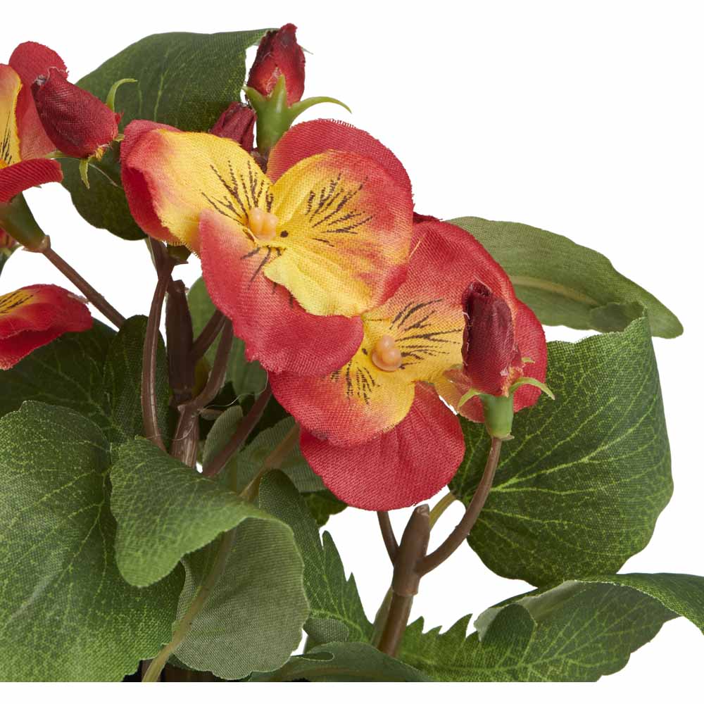 Wilko Potted Flowering Plant Pansy Image 6