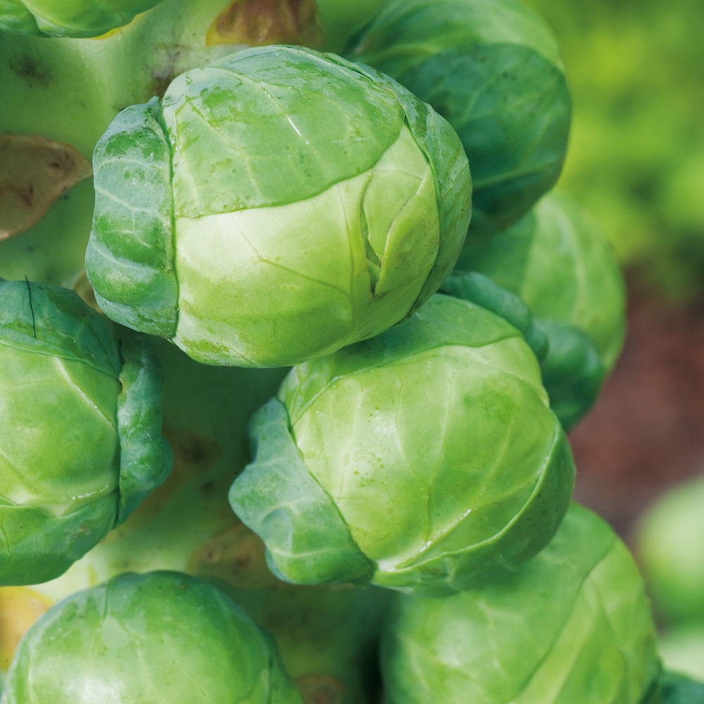 Mr Fothergills RHS Brussels Sprout Igor F1 Seeds Image 1