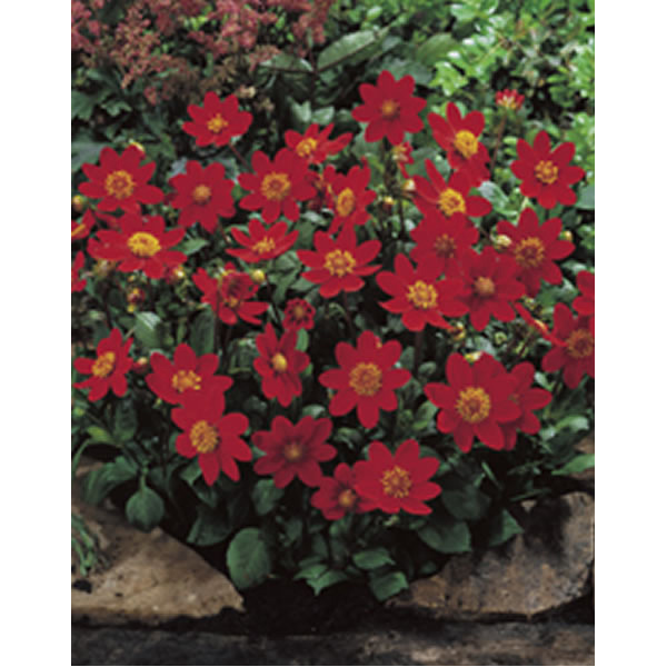Wilko Spring Bulbs Dahlia Mini Topmix Red 1pk Wilko