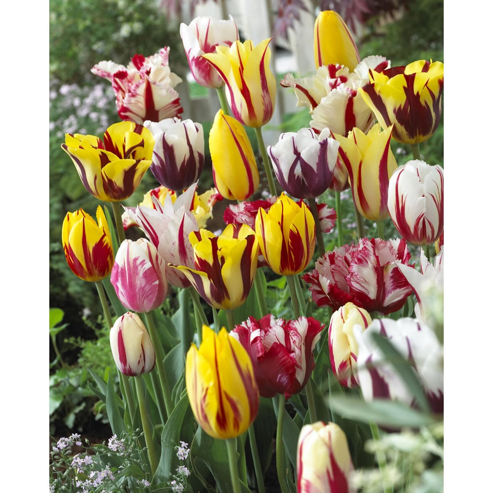 Wilko Autumn Bulbs Tulips Rembrandt Mixed 10/11 8pk Image 2