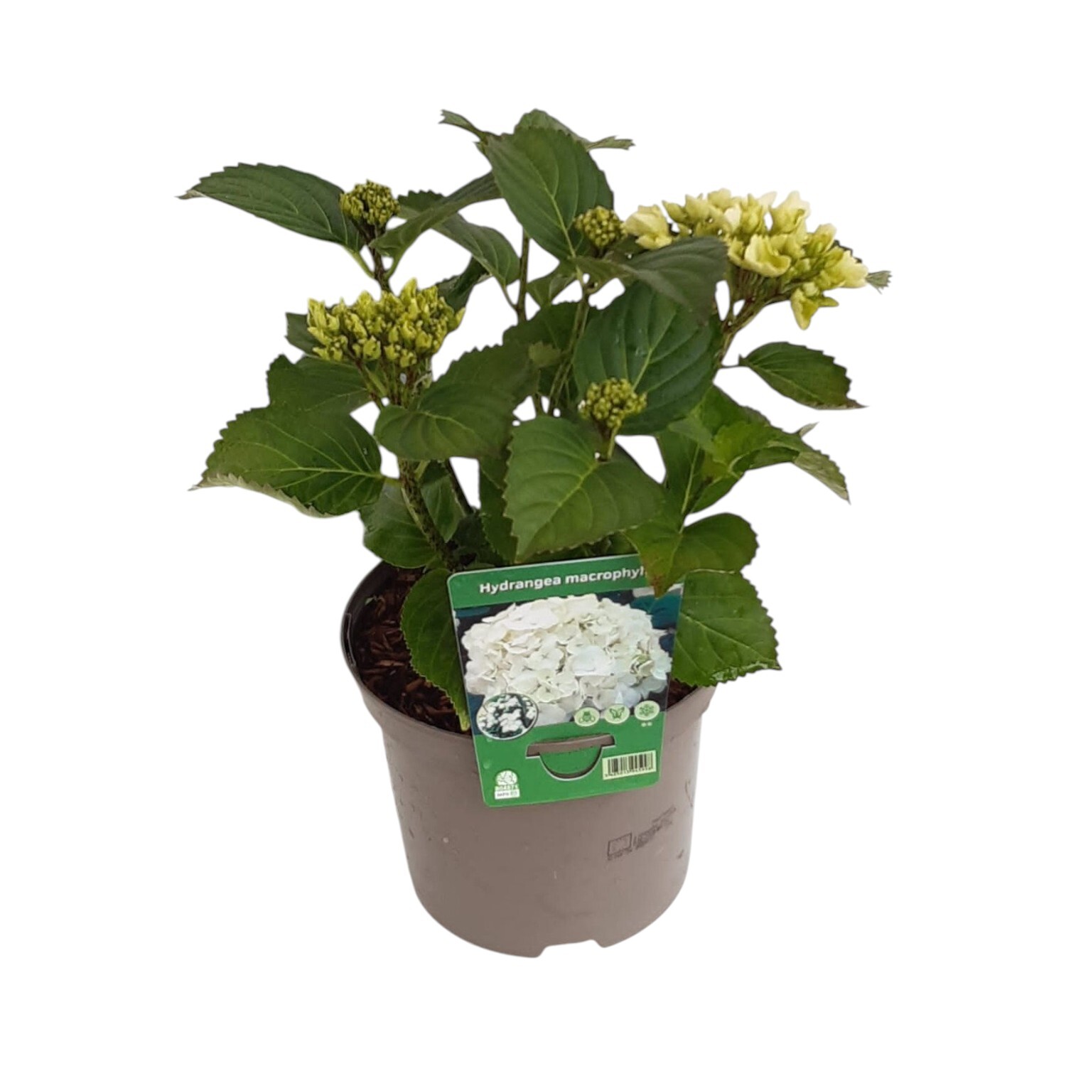 Hydrangea Macrophylla Plant White Image