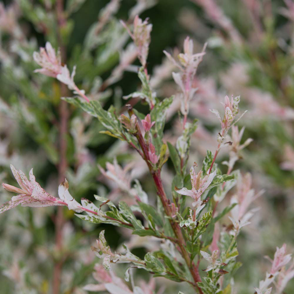 Thompson & Morgan 80cm Salix Flamingo Standard Stem Pot 21cm 2 Pack Image 4