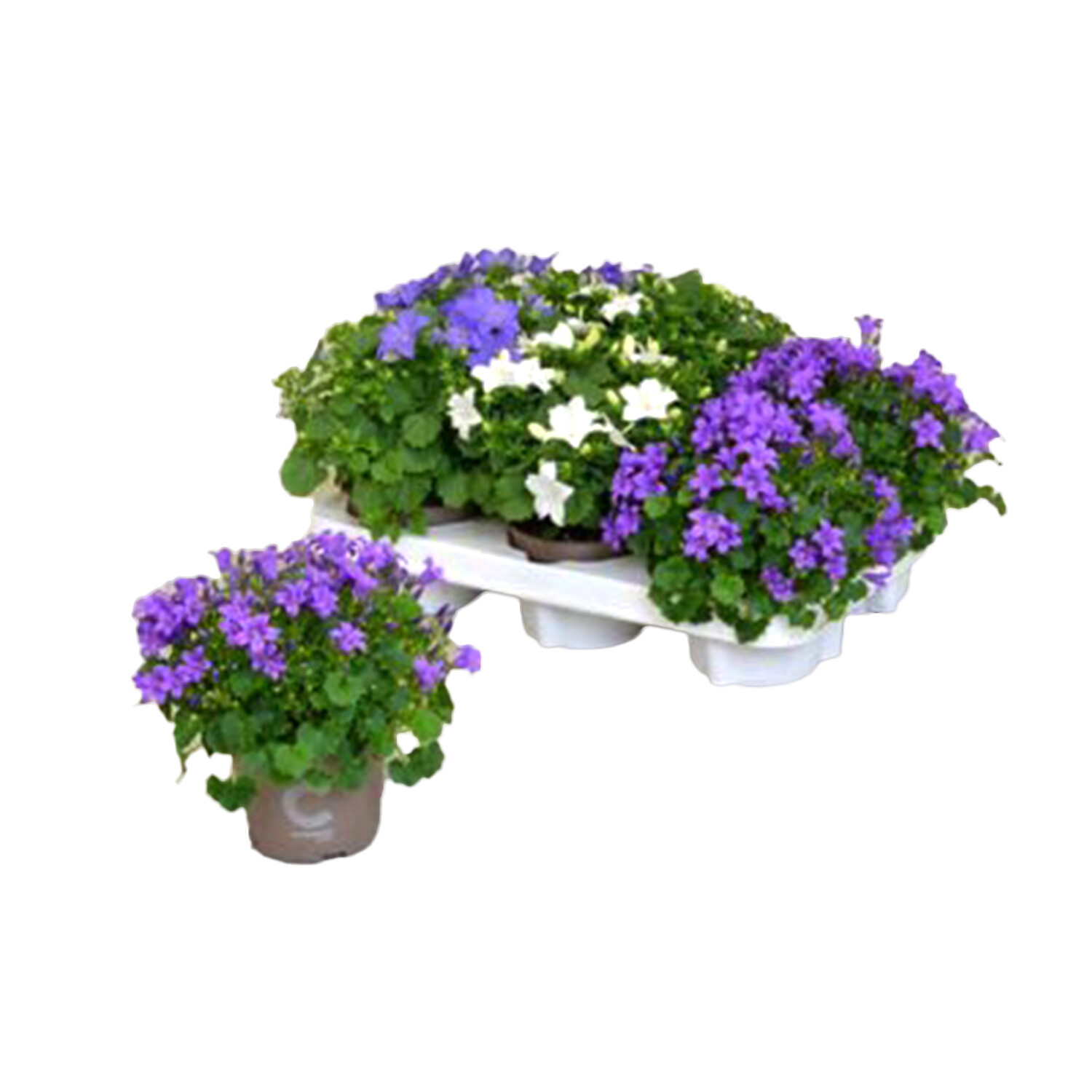 Campanula Isophylla Mix Image