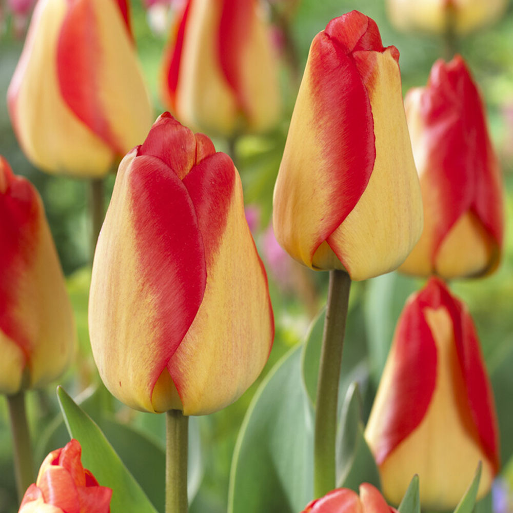 Wilko Tulips Beauty of Spring 8 Pack Image